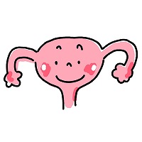 イラスト：子宮と卵巣