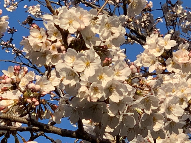 写真：満開の桜